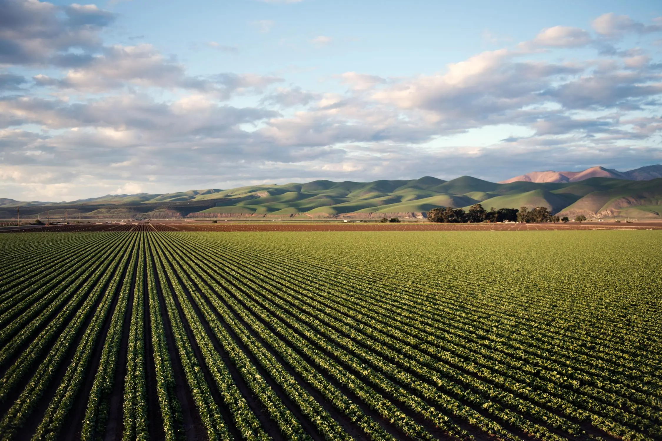 Empowering agriculture with AI-driven depth and vision technology for precision farming and sustainability.